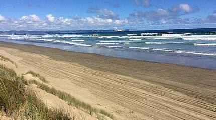 Strand Studium Neuseeland