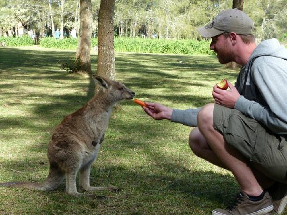 Wallabi füttern in Australien