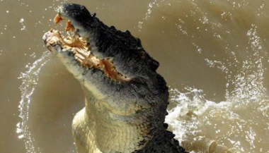 Magazin Studium Australien Krokodil