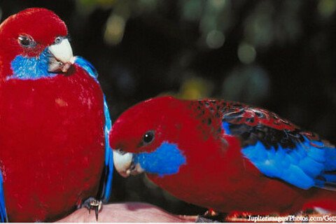 Rosellas sind farbenprächtigsten Papageien der Welt
