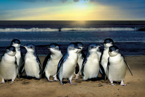 Pinguine am Strand
