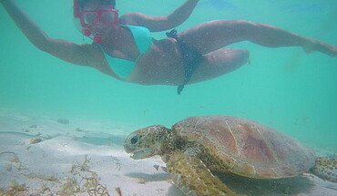 Tauchen mit Schildkröte Australien