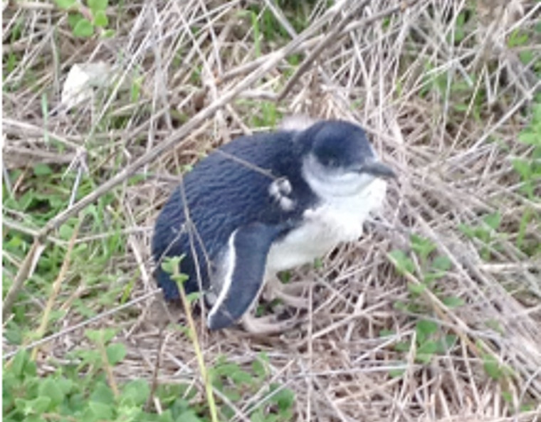 Pinguin auf Phillip Island