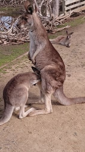 Kangaroos in Australien