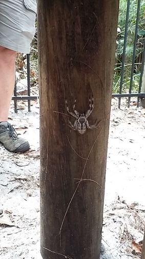 Spinne Australien
