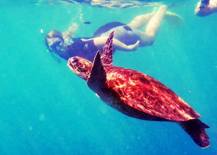 Schildkröte Ningaloo Reef