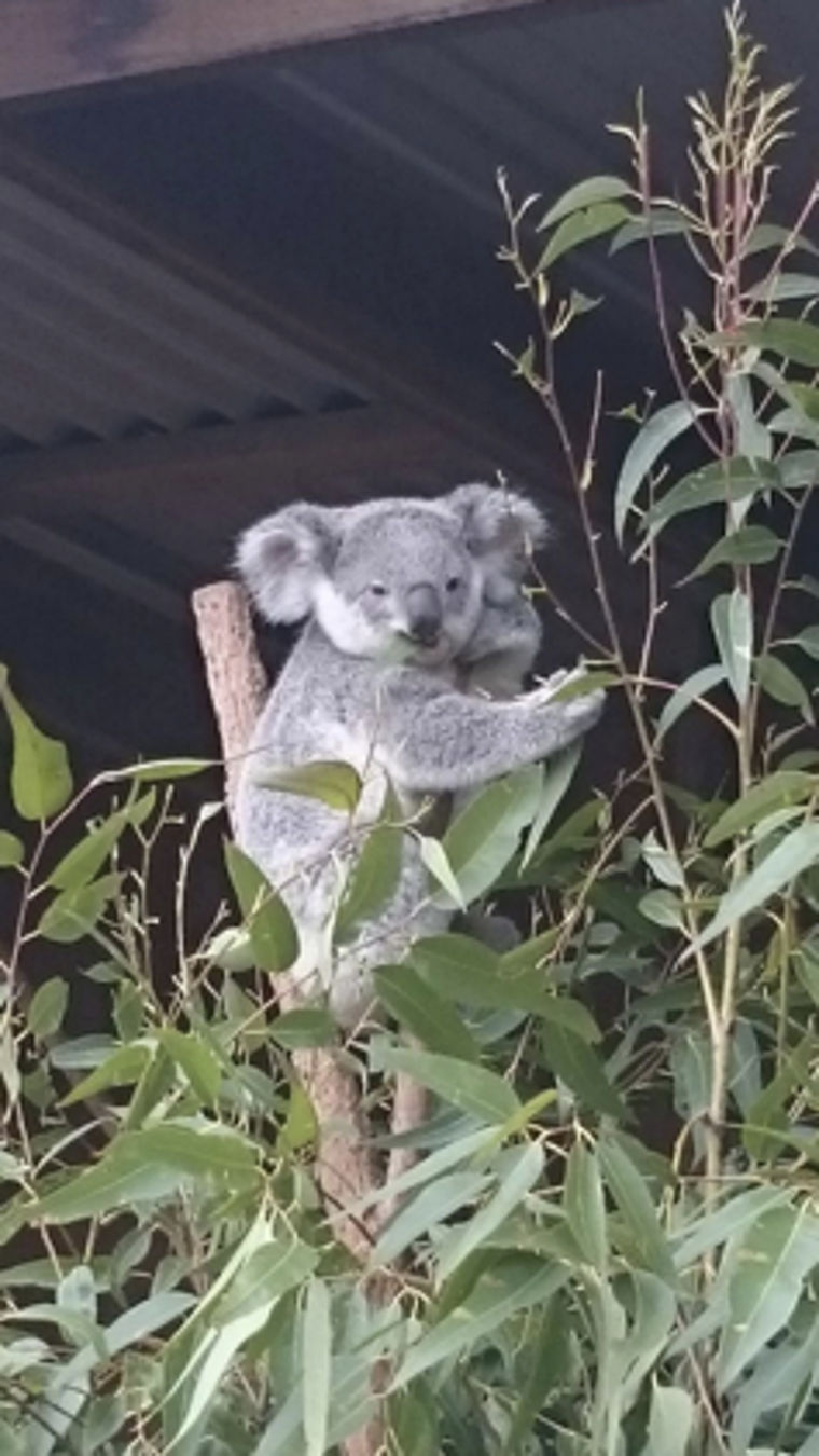 Koala im Lone Pine Koala Sanctuary